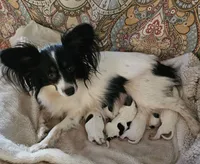 JOHNNY, a male Papillon for sale in Hattiesburg, MS – 3 of 3