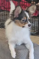 JOSEY WELLS, a female Papillon for sale in Hattiesburg, MS – 3 of 5