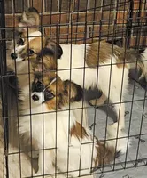 Travis, a male Papillon for sale in Hattiesburg, MS – Photo 1 of 3