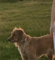 Jo, a female Golden Pyrenees for sale in Primm Springs, TN – 10 of 10