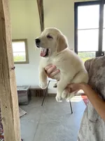 Jo, a female Golden Pyrenees for sale in Primm Springs, TN – 3 of 10