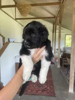 Meg, a female Golden Pyrenees for sale in Primm Springs, TN – 5 of 8