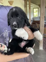 March, a male Golden Pyrenees for sale in Primm Springs, TN – 5 of 9