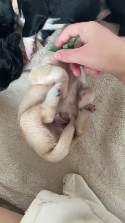 Laurie, a male Golden Pyrenees for sale in Primm Springs, TN – 10 of 10