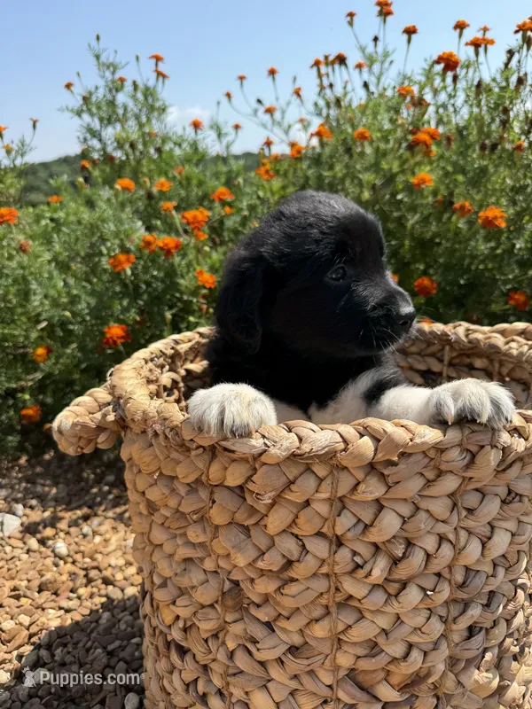 Meg – Golden Pyrenees puppy for sale in Columbia, TN