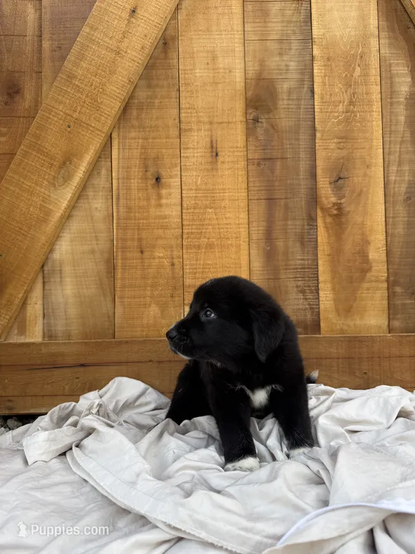 Beth – Golden Pyrenees puppy for sale in Columbia, TN