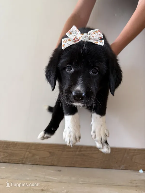 Marmie – Golden Pyrenees puppy for sale in Columbia, TN
