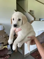 Jo, a female Golden Pyrenees for sale in Primm Springs, TN – 8 of 10