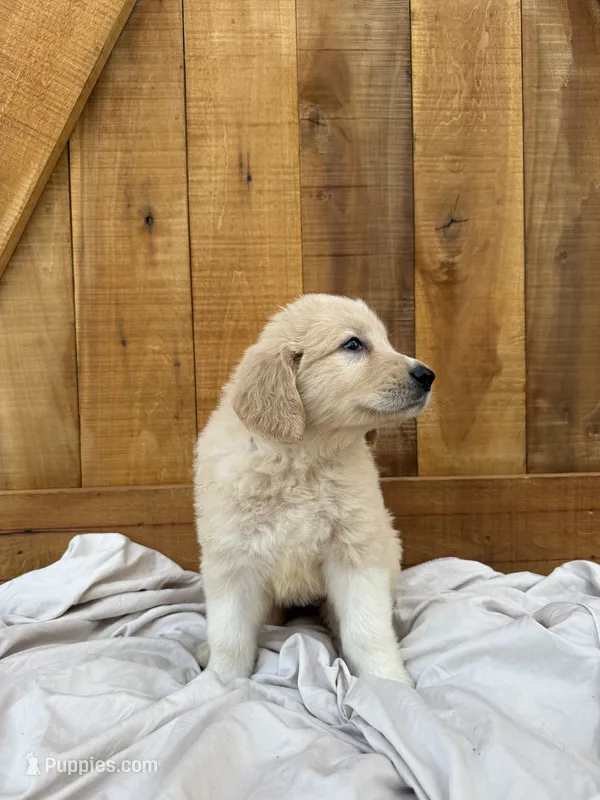 Amy – Golden Pyrenees puppy for sale in Columbia, TN