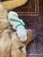 Laurie, a male Golden Pyrenees for sale in Primm Springs, TN – 5 of 10