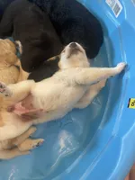 Jo, a female Golden Pyrenees for sale in Primm Springs, TN – 5 of 10