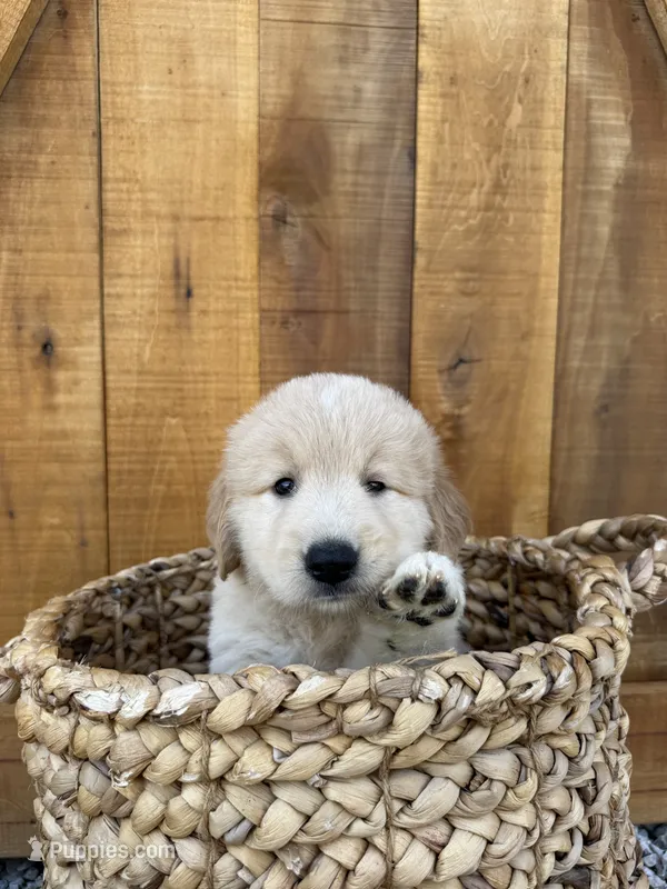 Laurie – Golden Pyrenees puppy for sale in Columbia, TN