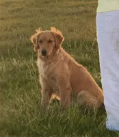 Jo, a female Golden Pyrenees for sale in Primm Springs, TN – 9 of 10