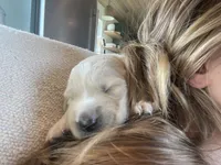 Jo, a female Golden Pyrenees for sale in Primm Springs, TN – 7 of 10