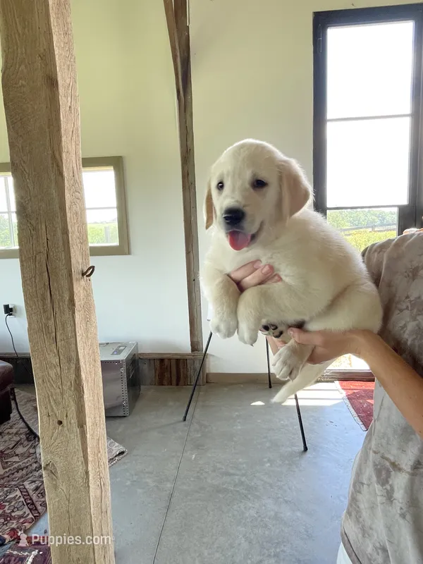 Jo – Golden Pyrenees puppy for sale in Primm Springs, TN