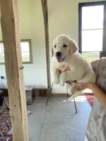 Jo, a female Golden Pyrenees for sale in Primm Springs, TN – 1 of 10