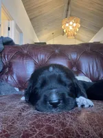 March, a male Golden Pyrenees for sale in Primm Springs, TN – 3 of 9