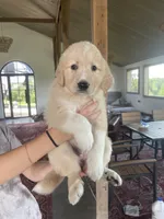 Amy, a female Golden Pyrenees for sale in Primm Springs, TN – 5 of 10