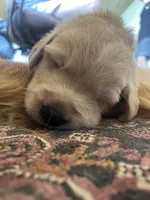 Laurie, a male Golden Pyrenees for sale in Primm Springs, TN – 7 of 10