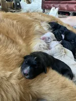 March, a male Golden Pyrenees for sale in Primm Springs, TN – 7 of 9
