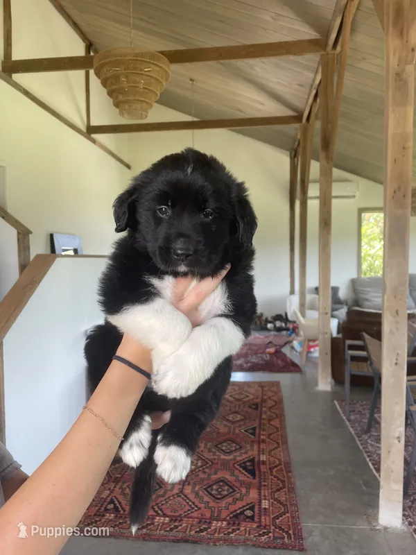 Meg – Golden Pyrenees puppy for sale in Primm Springs, TN