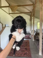 Meg, a female Golden Pyrenees for sale in Primm Springs, TN – 1 of 8