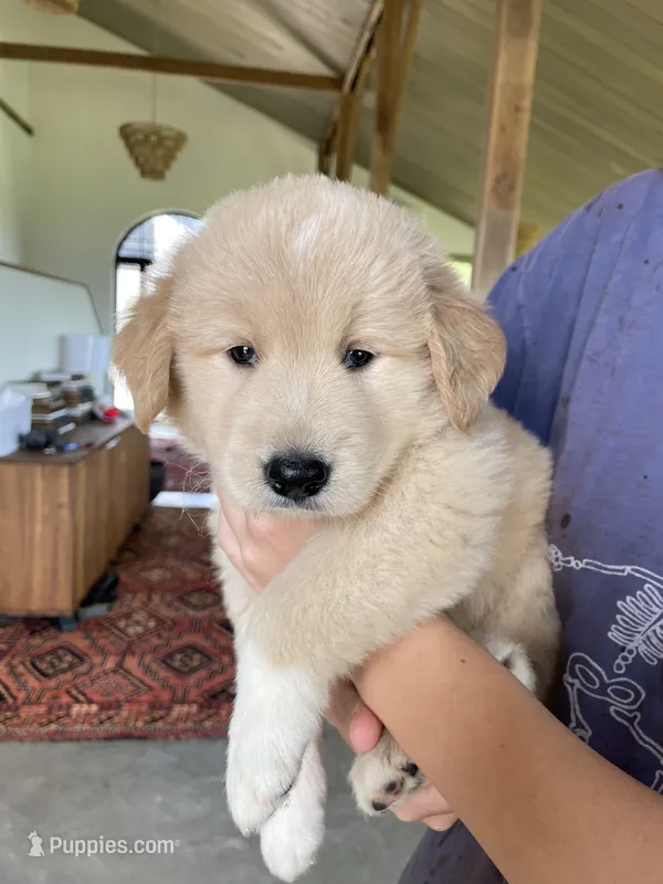 Laurie – Golden Pyrenees puppy for sale in Primm Springs, TN
