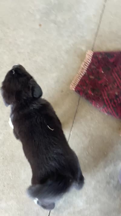 Marmie, a female Golden Pyrenees for sale in Primm Springs, TN – 6 of 10