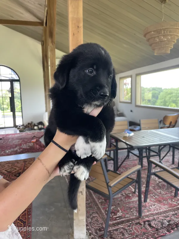Beth – Golden Pyrenees puppy for sale in Primm Springs, TN