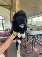 Beth, a female Golden Pyrenees for sale in Primm Springs, TN – 1 of 8
