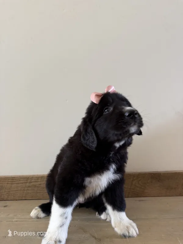 March – Golden Pyrenees puppy for sale in Columbia, TN