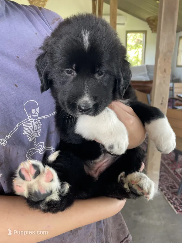 March – Golden Pyrenees puppy for sale in Primm Springs, TN