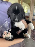 March, a male Golden Pyrenees for sale in Primm Springs, TN – 1 of 9