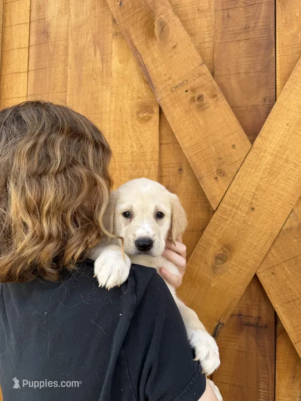 Jo – Golden Pyrenees puppy for sale in Columbia, TN