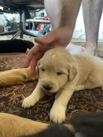 Laurie, a male Golden Pyrenees for sale in Primm Springs, TN – 8 of 10