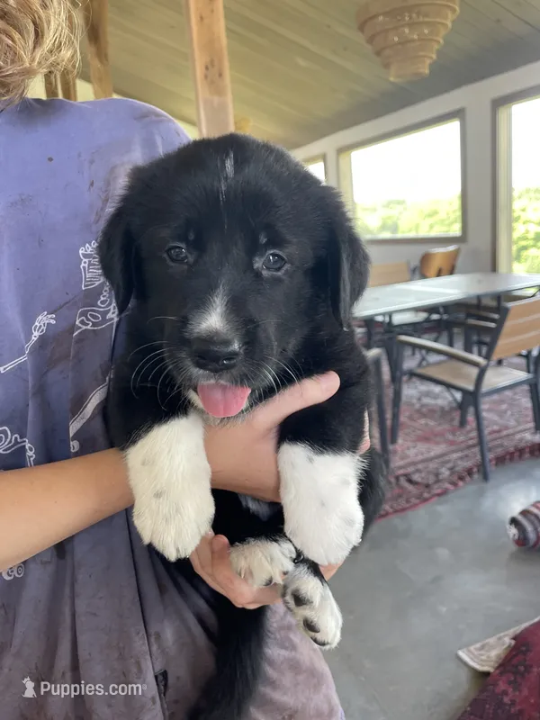 Marmie – Golden Pyrenees puppy for sale in Primm Springs, TN