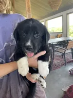 Marmie, a female Golden Pyrenees for sale in Primm Springs, TN – 1 of 10