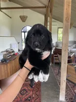 Beth, a female Golden Pyrenees for sale in Primm Springs, TN – 2 of 8