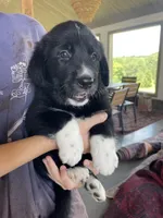 Marmie, a female Golden Pyrenees for sale in Primm Springs, TN – 3 of 10