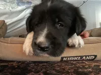 Marmie, a female Golden Pyrenees for sale in Primm Springs, TN – 2 of 10