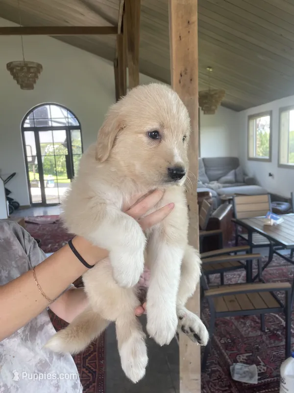 Amy – Golden Pyrenees puppy for sale in Primm Springs, TN