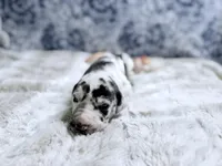 Hera, a female Great Dane for sale in Montgomery, TX – Photo 2 of 10