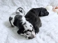 Hera, a female Great Dane for sale in Montgomery, TX – Photo 9 of 10