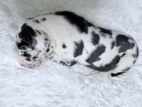 Hera, a female Great Dane for sale in Montgomery, TX – Photo 8 of 10