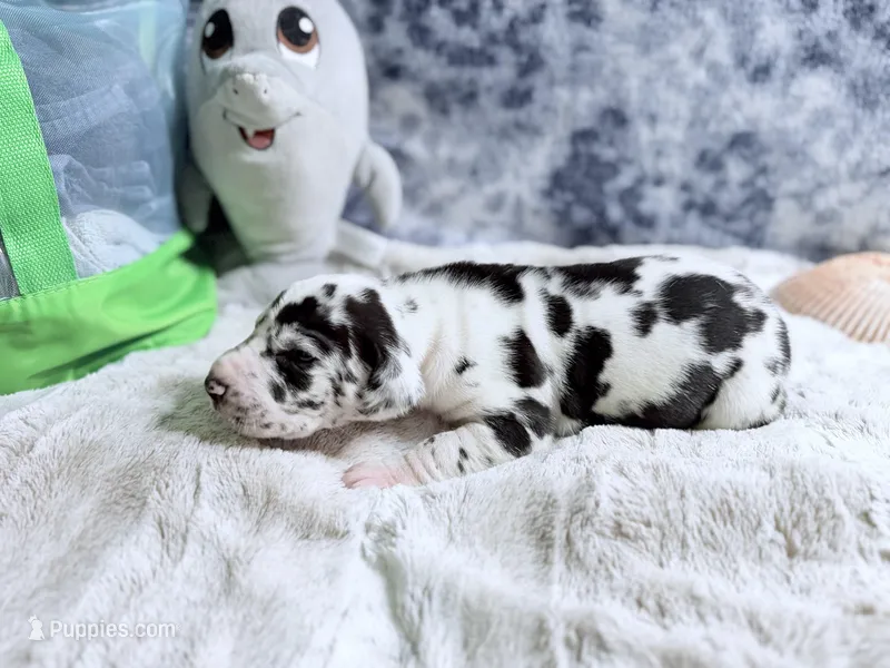 Hera, a female Great Dane for sale in Montgomery, TX – Photo 1 of 10
