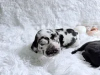 Hera, a female Great Dane for sale in Montgomery, TX – Photo 6 of 10