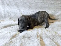Mrs. Crabtree, a female Great Dane for sale in Montgomery, TX – 5 of 5