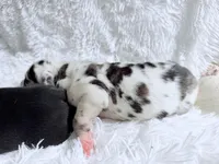 Athena, a female Great Dane for sale in Montgomery, TX – Photo 8 of 10