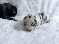 Athena, a female Great Dane for sale in Montgomery, TX – Photo 2 of 10