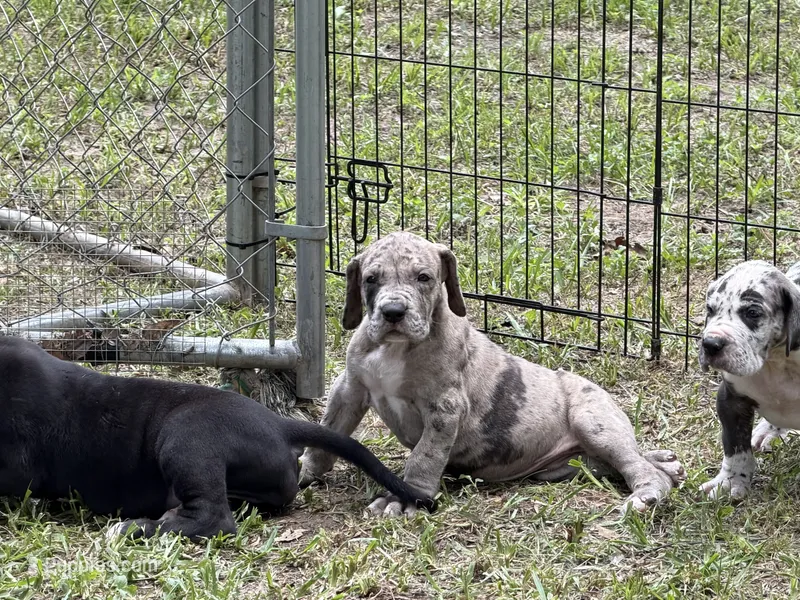 Buckwheat – Great Dane puppy for sale in Montgomery, TX